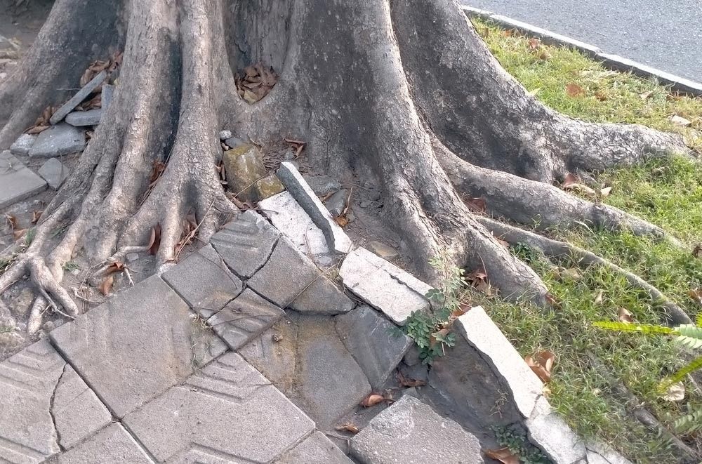 Tree Roots Push Up Broken Sidewalk Pavers Near Grass and a Curb — All Tree Solutions In HOLGATE, NSW