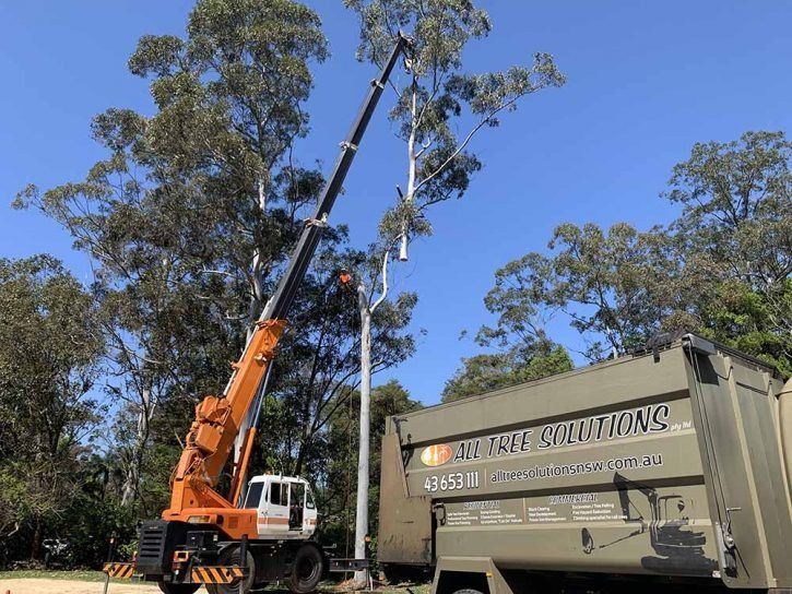 A Crane Cutting a Tall Tree — All Tree Solutions In Ourimbah, NSW
