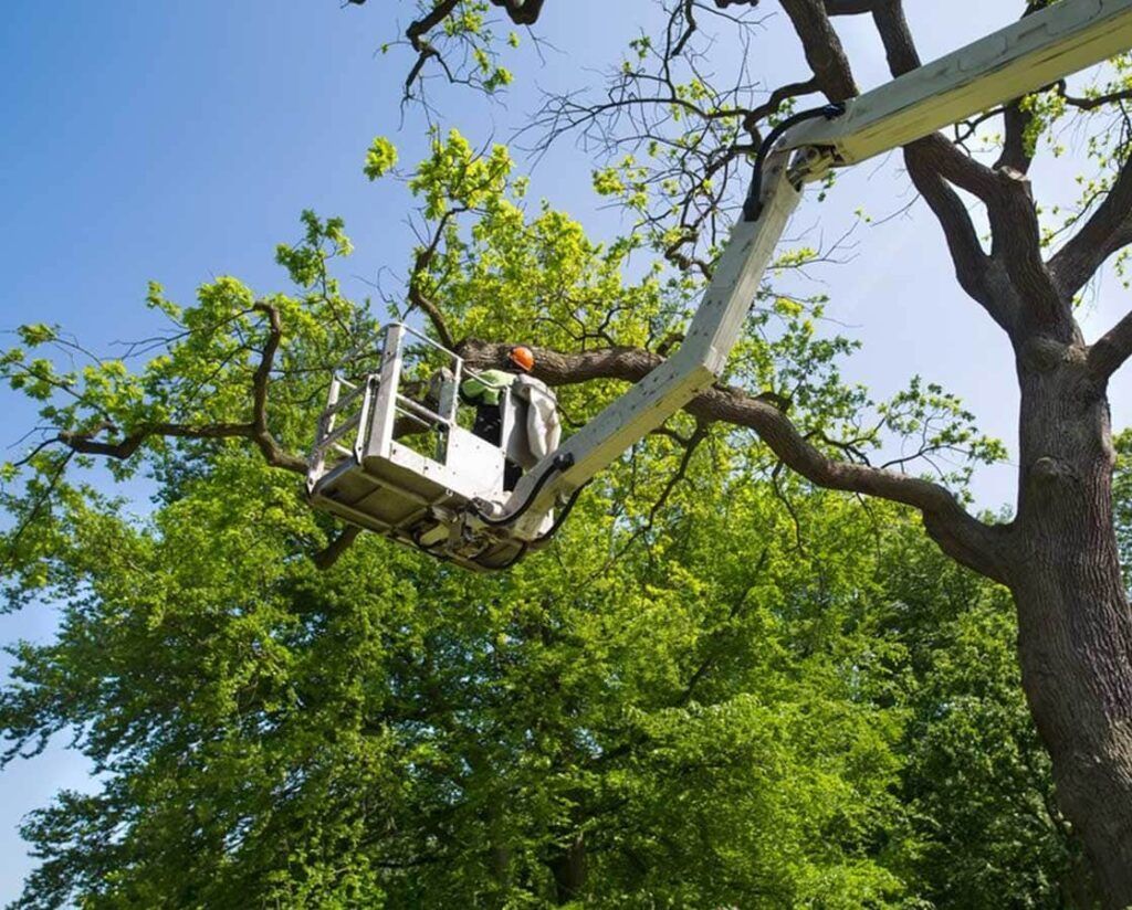 A Tree Service Worker in a Lift Basket — All Tree Solutions In HOLGATE, NSW