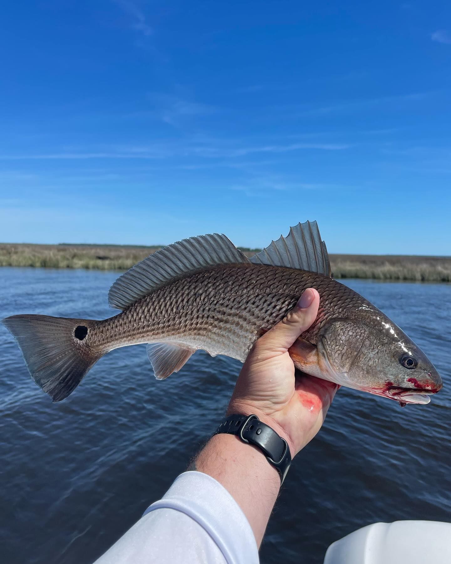 A person is holding a fish in their hand in the water.