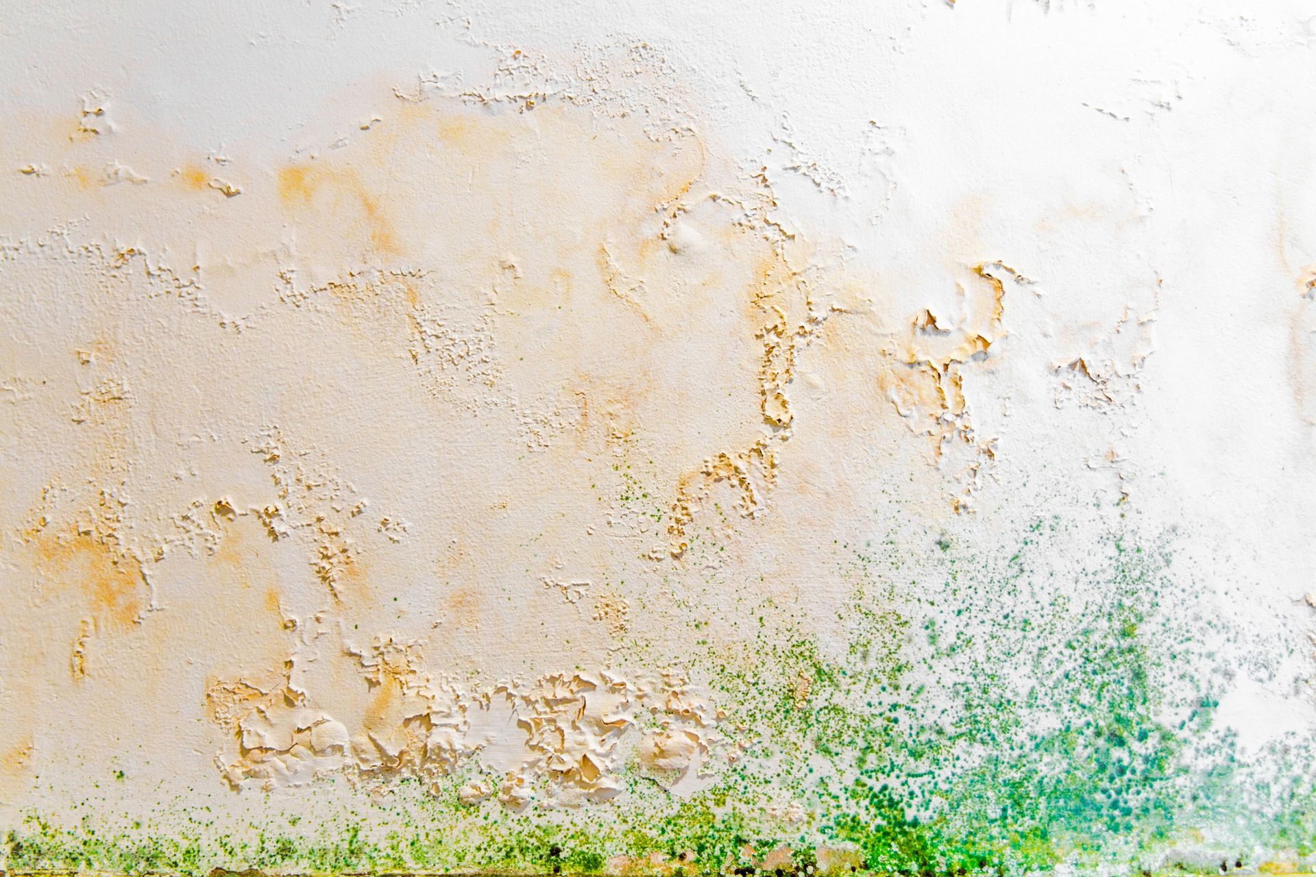 Wall with peeling paint and green mold growth at the bottom.