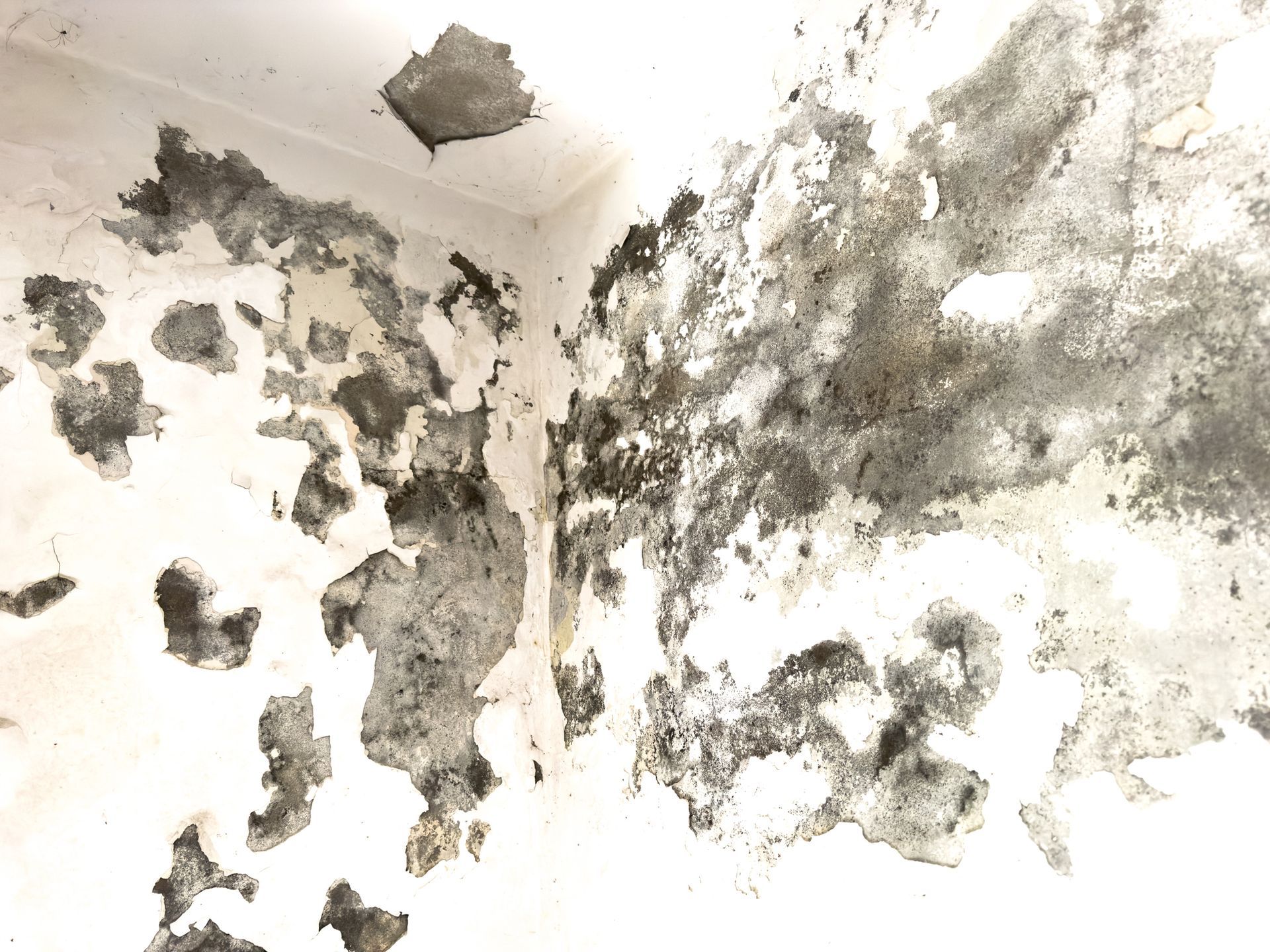 A wall corner with severe mold and peeling paint damage.