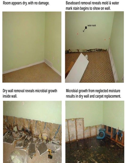 Progression of water damage: clean room, mold behind baseboard, microbial growth in drywall, damage from moisture.