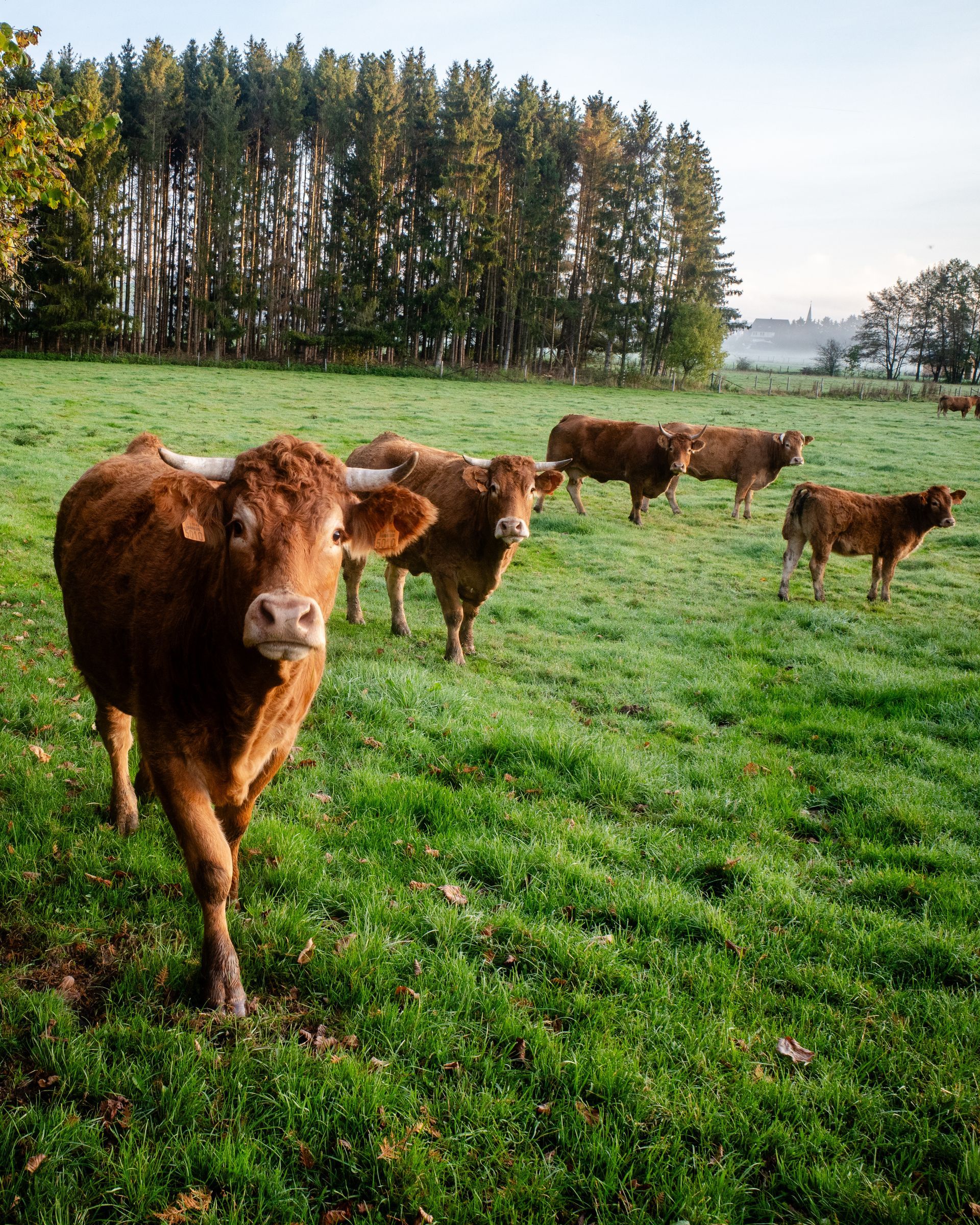 A herd of cows are standing in a grassy field.