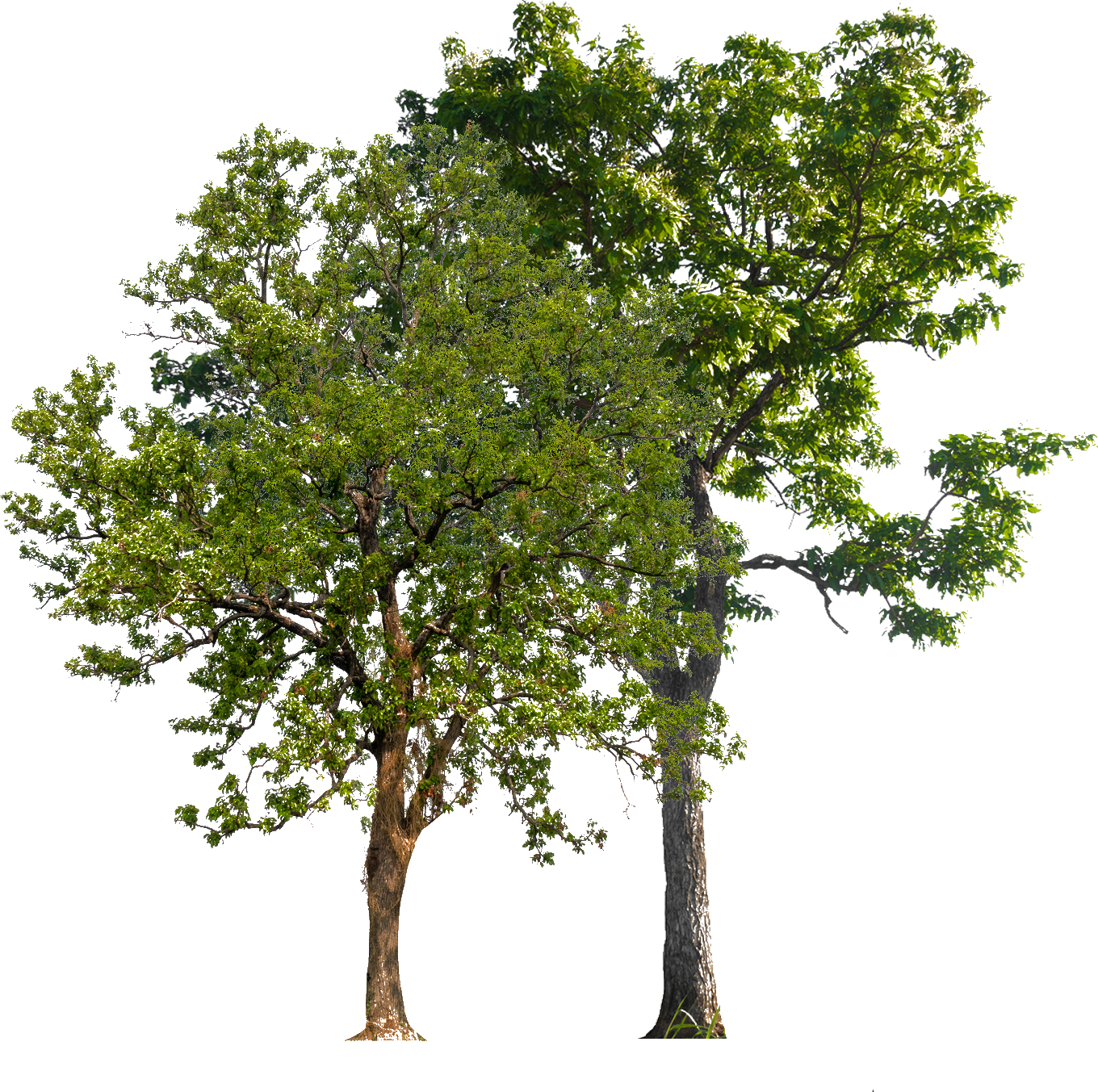 Two Small Trees - Benton City, WA - Aria Tree Service Two Small Trees - Benton City, WA - Aria Tree Service