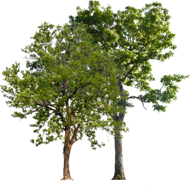 Two Small Trees - Benton City, WA - Aria Tree Service
