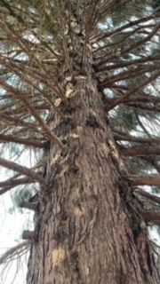 Tree With Numerous Branches - Benton City, WA - Aria Tree Service
