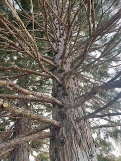 Big Tree With A Lot Of Branches - Benton City, WA - Aria Tree Service