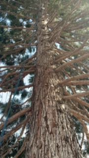 Tree With A Lot Of Branches - Benton City, WA - Aria Tree Service