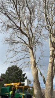 Tree Trimming Service Ensuring Healthy And Well-Maintained Trees - Benton City, WA - Aria Tree Service