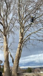 Man In A Harness Carefully Felling A Tree - Benton City, WA - Aria Tree Service