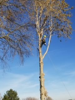Beautiful Tall Trees - Benton City, WA - Aria Tree Service