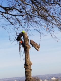 Man Using A Chainsaw To Cut Down A Tree In A Forest - Benton City, WA - Aria Tree Service