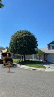 House With A Tree In Front Of It Creating A Serene Scene - Benton City, WA - Aria Tree Service