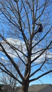 Huge Tree With Branches - Benton City, WA - Aria Tree Service