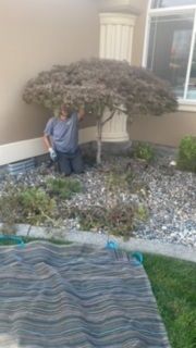 Tree With Leaves In Front Of A Building - Benton City, WA - Aria Tree Service