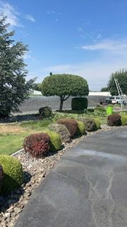 Large Tree Proudly Displayed By A Landscaping Company - Benton City, WA - Aria Tree Service