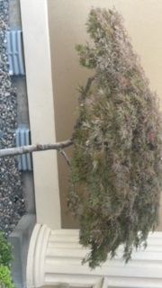 Small Tree With Leaves In Front Of A Building - Benton City, WA - Aria Tree Service