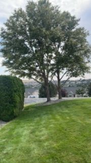 Serene Lawn With A Solitary Tree Standing Tall In The Center - Benton City, WA - Aria Tree Service