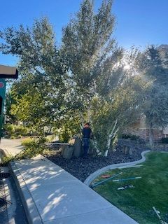 Driveway Lined With Trees - Benton City, WA - Aria Tree Service