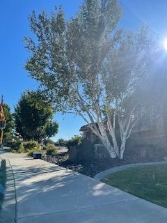 Sunlit Driveway Lined With Trees - Benton City, WA - Aria Tree Service