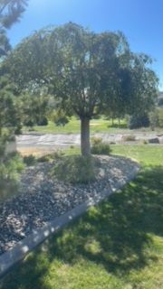 Tree In A Yard - Benton City, WA - Aria Tree Service