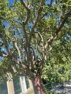 Huge Trees With Lots Of Branches - Benton City, WA - Aria Tree Service
