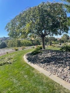 Tree In A Yard Surrounded By Rocks And Gravel - Benton City, WA - Aria Tree Service