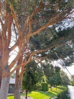 Bunch Of Trees With Lots Of Branches - Benton City, WA - Aria Tree Service