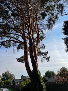 Tree Stands Amidst A Peaceful Residential Neighborhood - Benton City, WA - Aria Tree Service