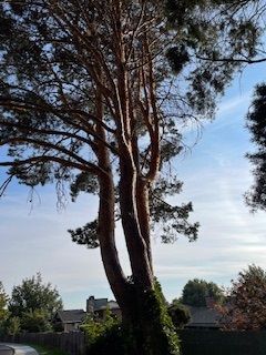 Towering Tree Stands Amidst A Peaceful Residential Neighborhood - Benton City, WA - Aria Tree Service