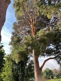 Majestic Tree Stands Tall Amidst A Serene Park - Benton City, WA - Aria Tree Service