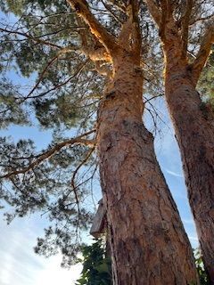 Tall Trees With Their Green Tops Visible Against Blue Sky - Benton City, WA - Aria Tree Service