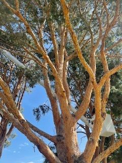 A Large Majestic Tree - Benton City, WA - Aria Tree Service