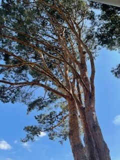 Big Tree With A Lot Of Small Branches - Benton City, WA - Aria Tree Service