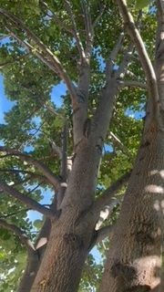 Sunlit Tree With Lush Leaves And Branches - Benton City, WA - Aria Tree Service