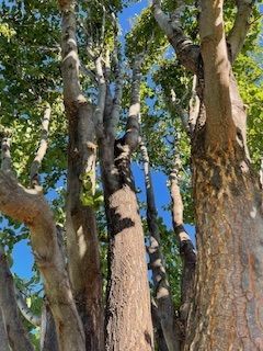 Tall Majestic Tree - Benton City, WA - Aria Tree Service