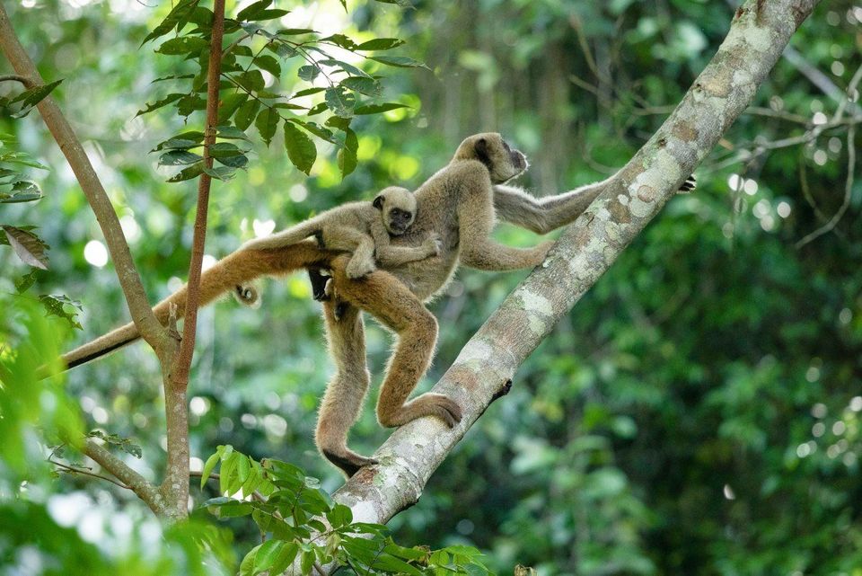 Como esta cientista trabalha para reabilitar o maior e mais raro macaco das Américas