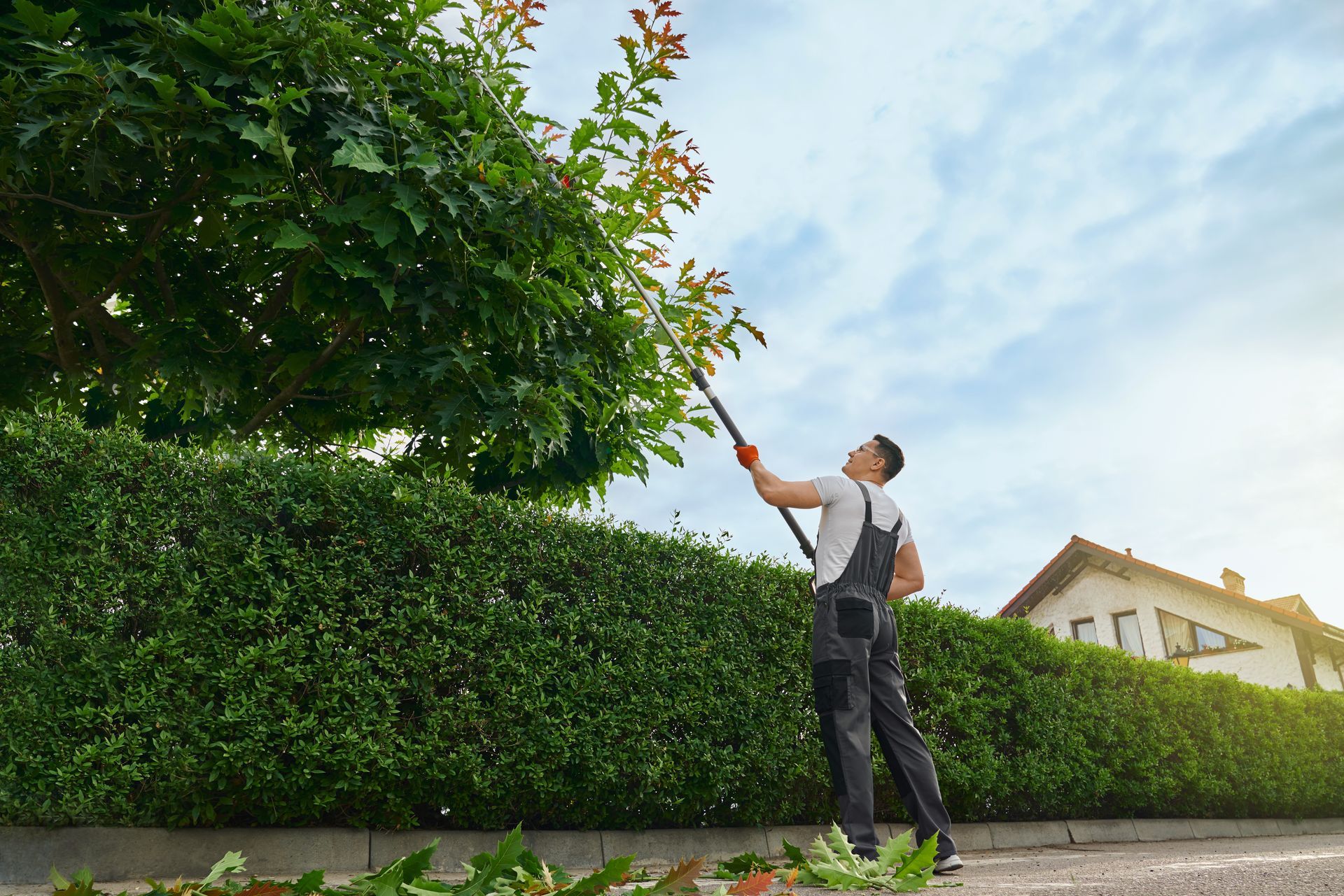 Man trimming a tree with a pole saw, standing near a hedge and a house, under a blue sky.