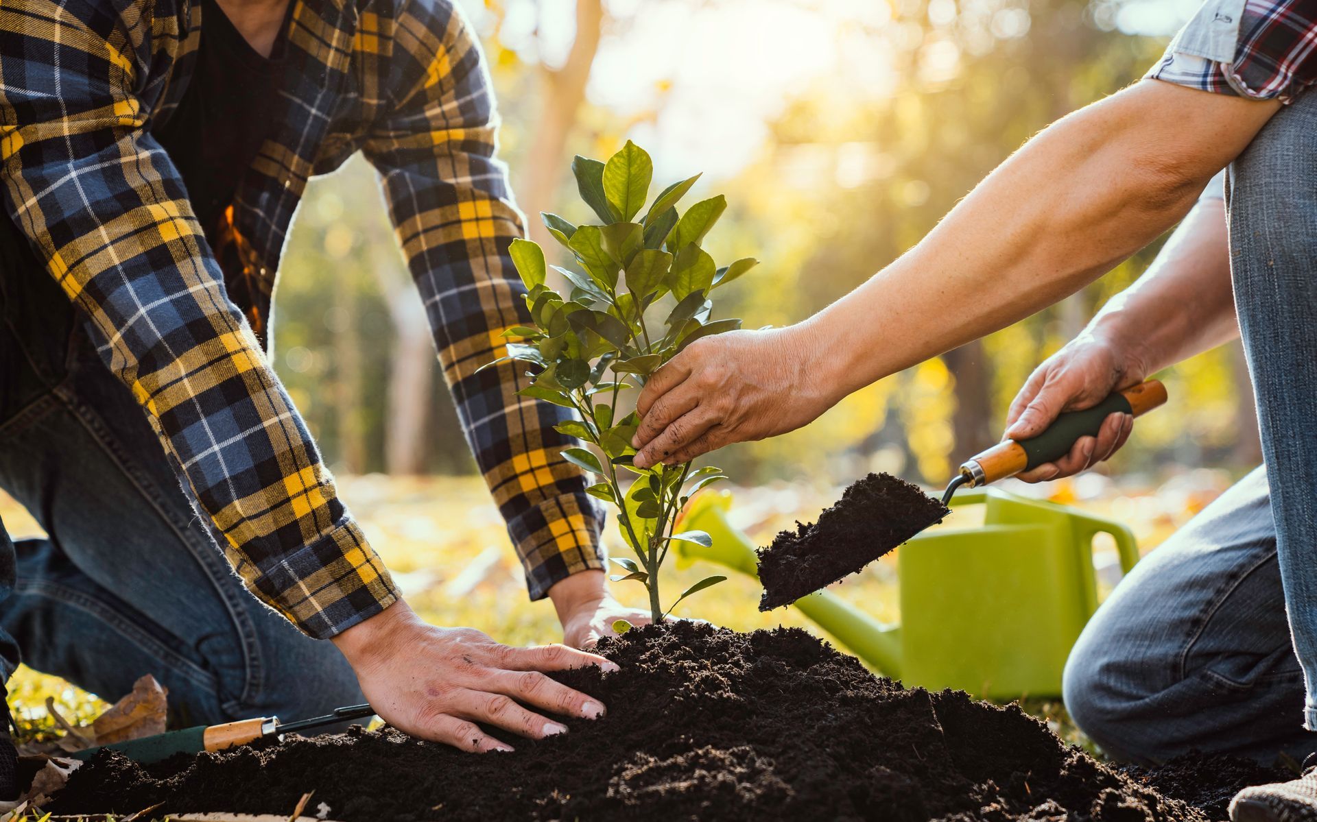 Two people planting a tree in a park, adding soil with a trowel. Sunny outdoor setting.