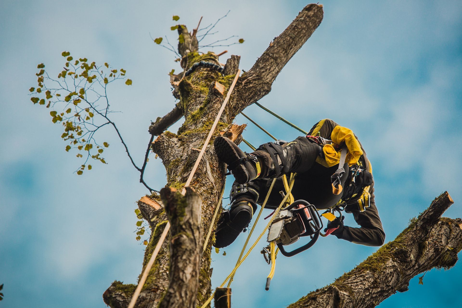 Arborist cutting tree branches with a chainsaw; secured by ropes. Overcast sky.