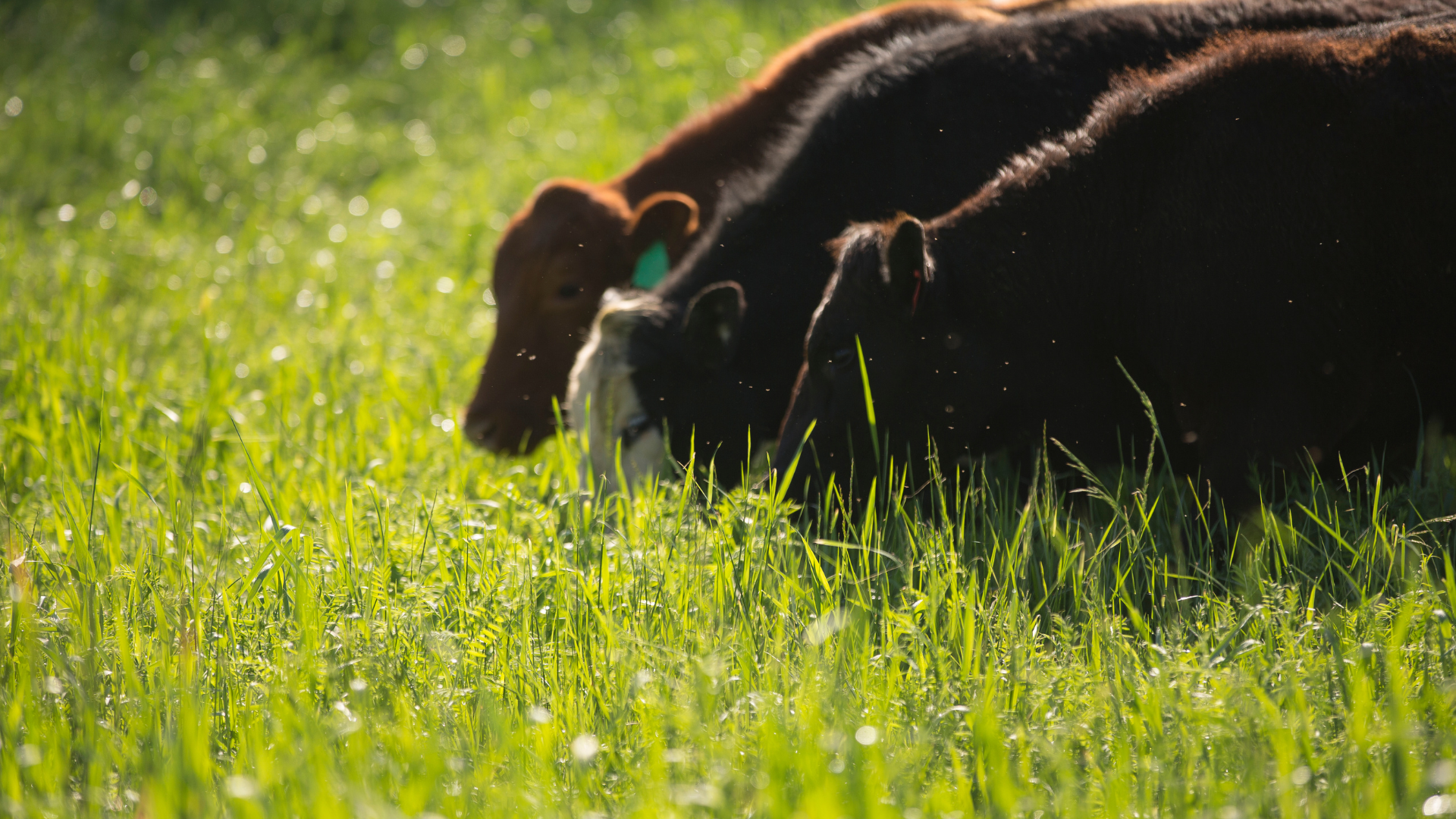 Farmer Del | Grass-Fed Beef in Edmonton & St. Albert | Committed to Clean Conscious Farming