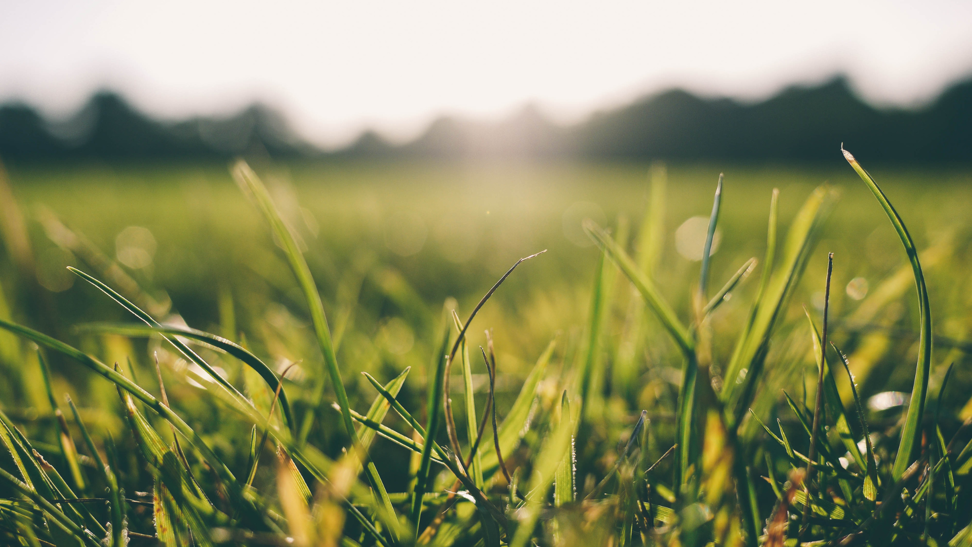 Farmer Del | Grass-Fed Beef in Edmonton & St. Albert | Beef From the Leaf — Raised Entirely on Grass