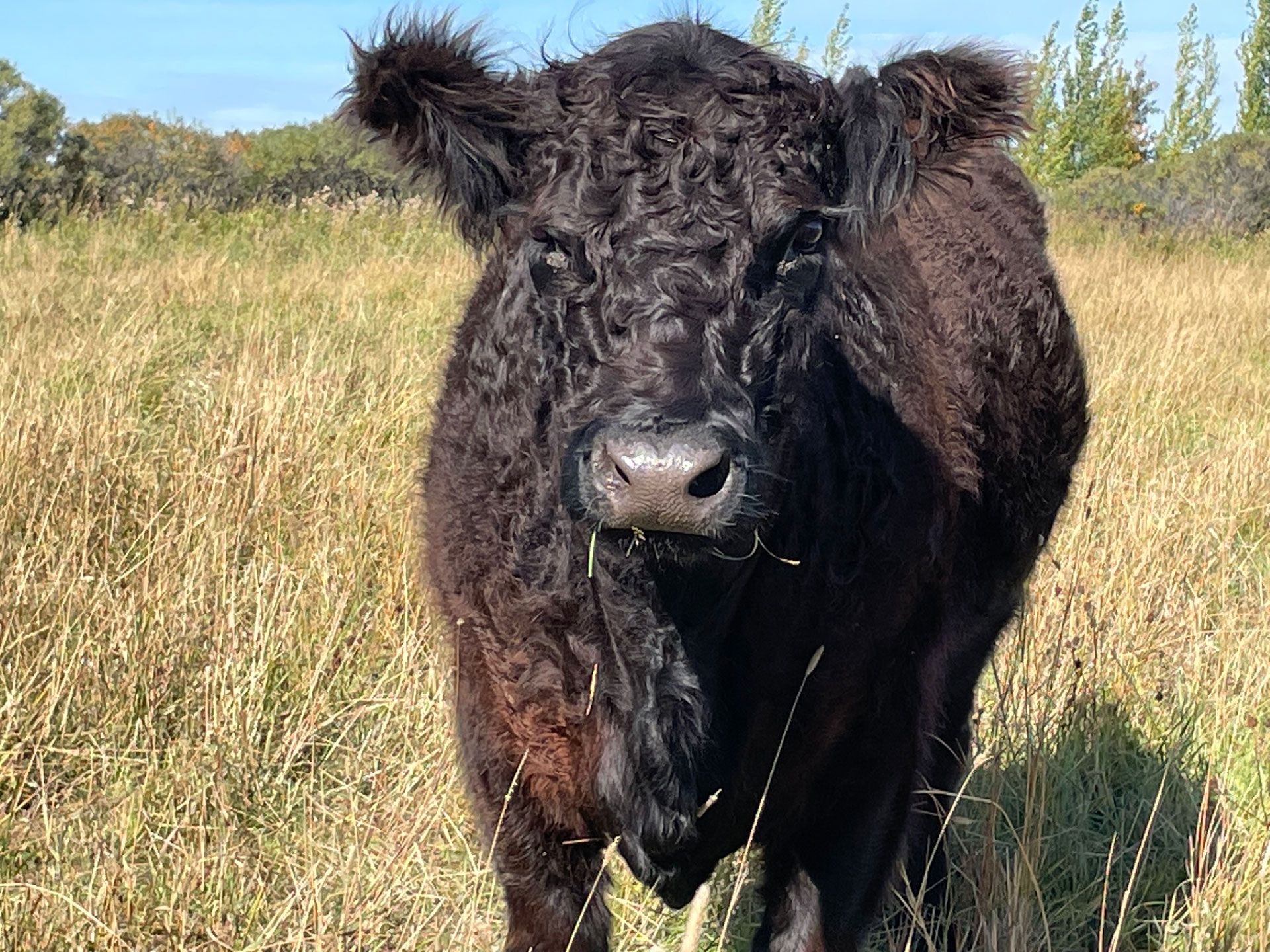 Heritage Cattle Breeds for Premium Grass-Fed Beef in Alberta