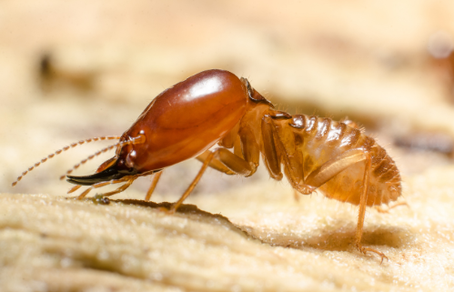 termite pest control