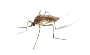 pesky mosquitos - pest control
