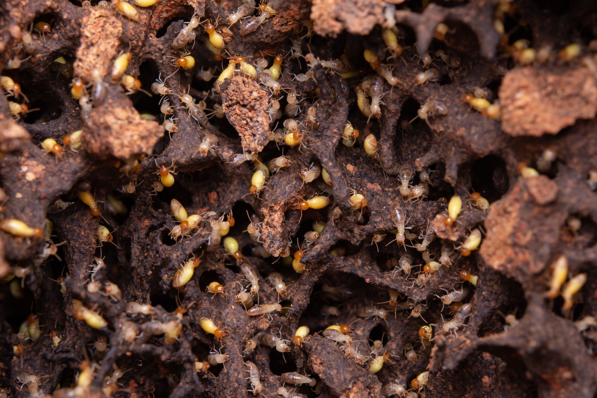 swarming termites pest control