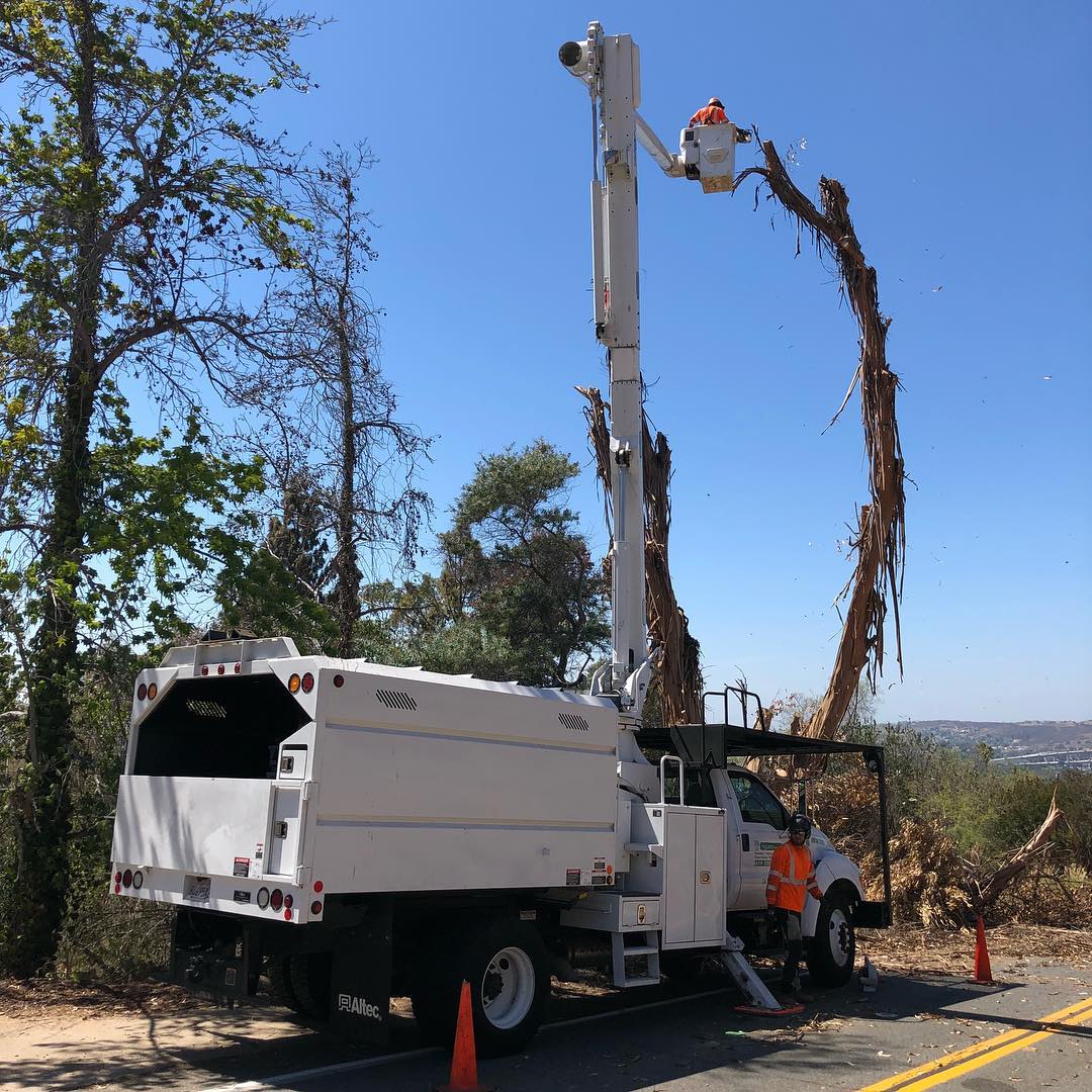 1 Tree Service San Diego CA Tree Removal San Diego CA