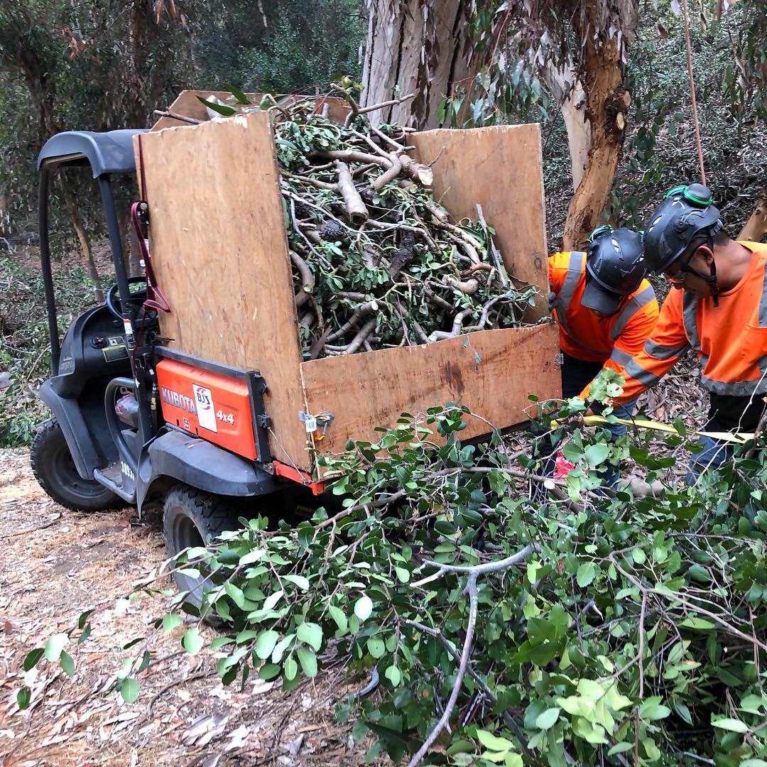 1 Tree Service San Diego CA Tree Removal San Diego CA