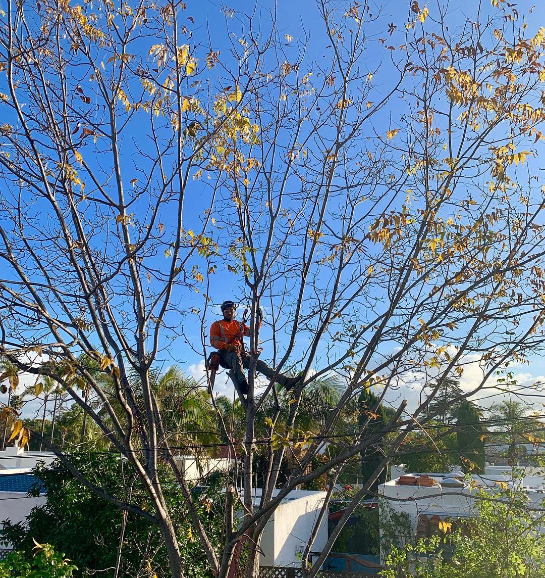 1 Tree Service San Diego CA Tree Removal San Diego CA